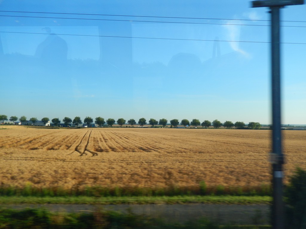 DSCN6313