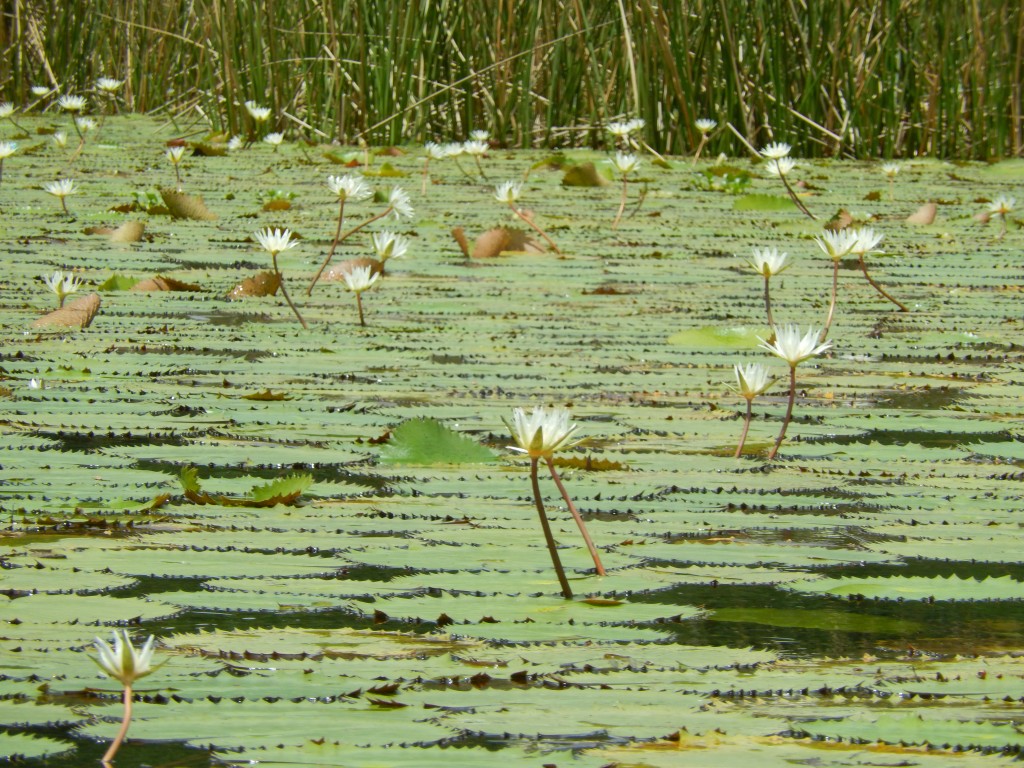 guatemala-atlantico_canon_rio_dulce17