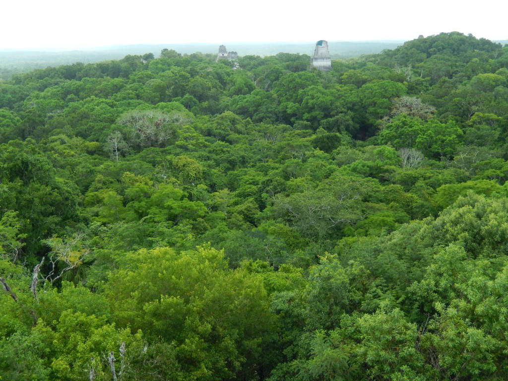 guatemala-tikal_tikal112