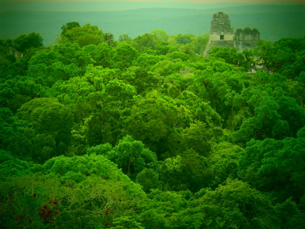 guatemala-tikal_tikal156