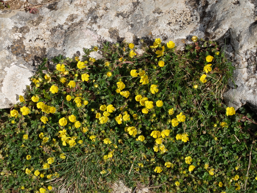 2016abrilrodellar-primavera10