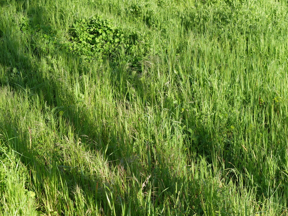 2016abrilrodellar-primavera2