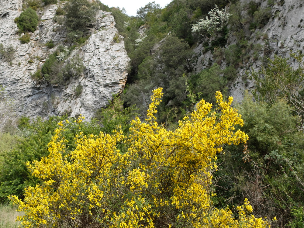 2016abrilrodellar-primavera6