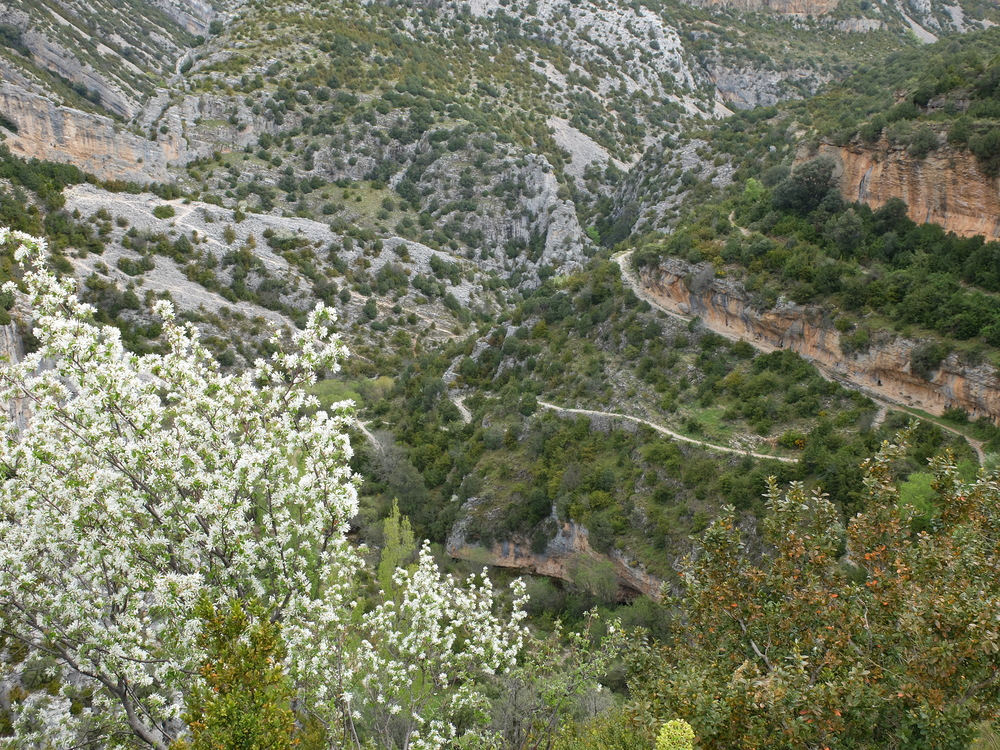 2016abrilrodellar-primavera8