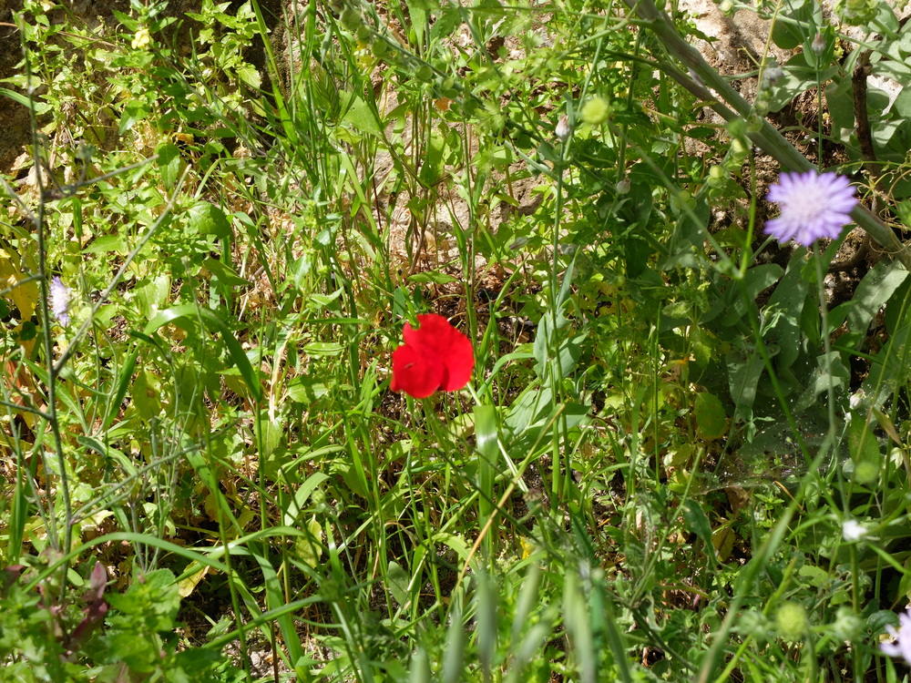 2016avril-grece-delphes6