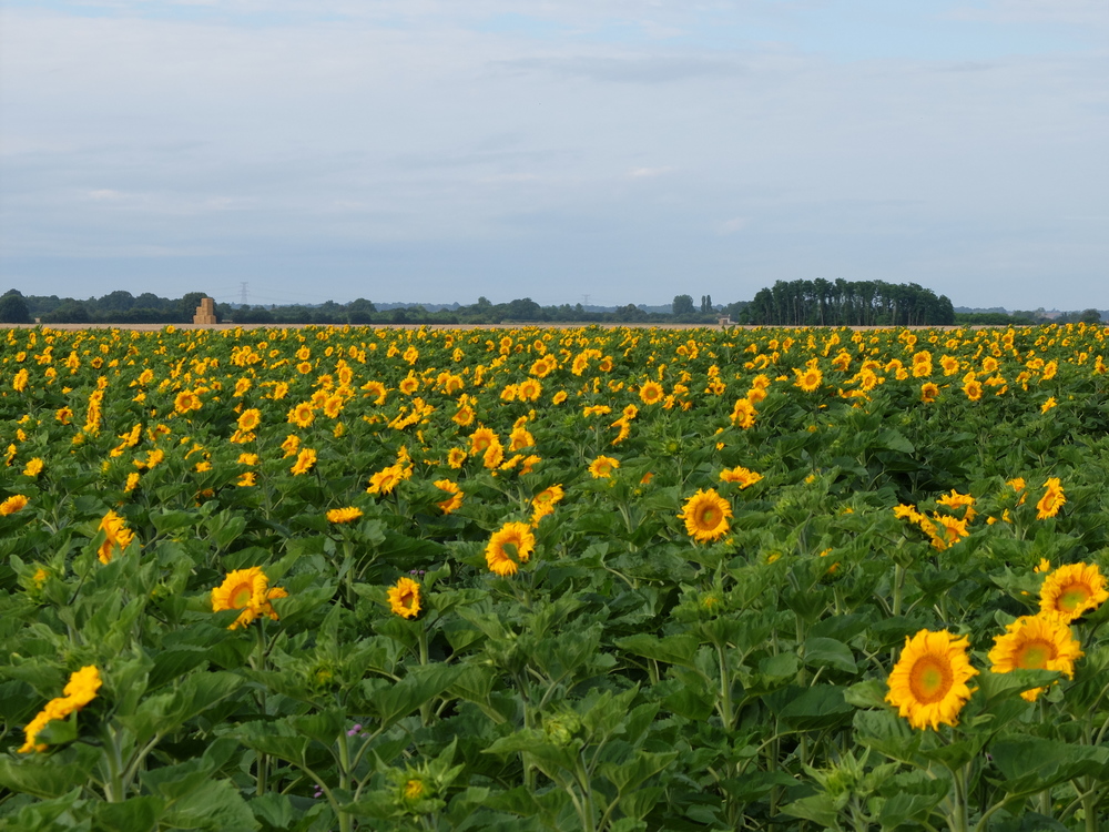 entre-coulomiers-et-exoudun25