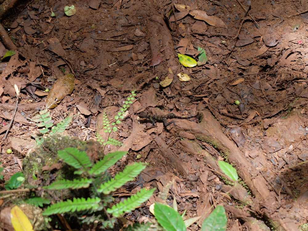 cuba2016baracoa-el-yunque25