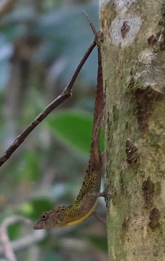 cuba2016baracoa-parque-de-humbolt16a