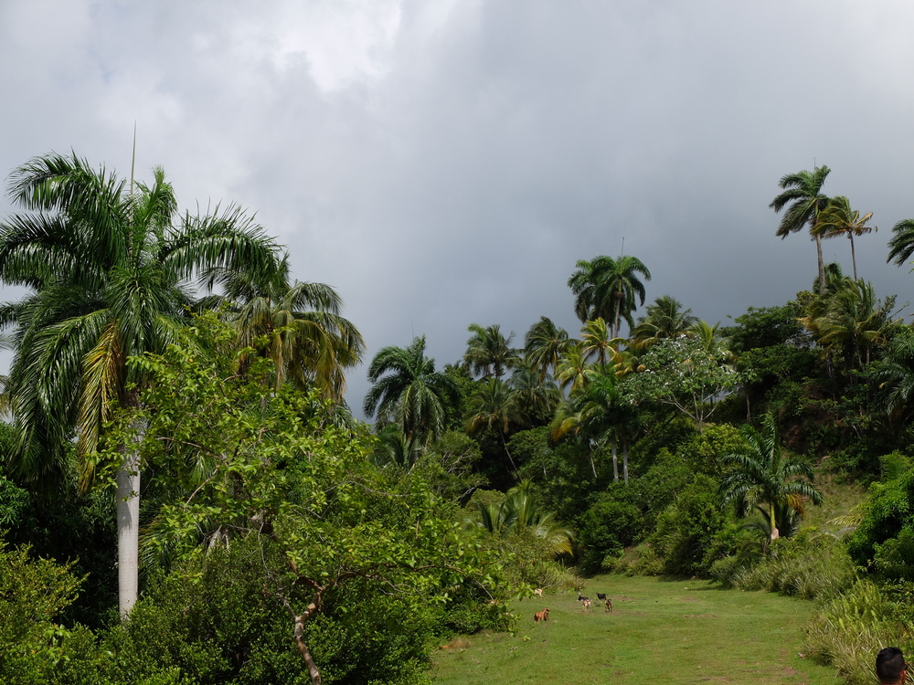 cuba2016baracoa-parque-de-humbolt6