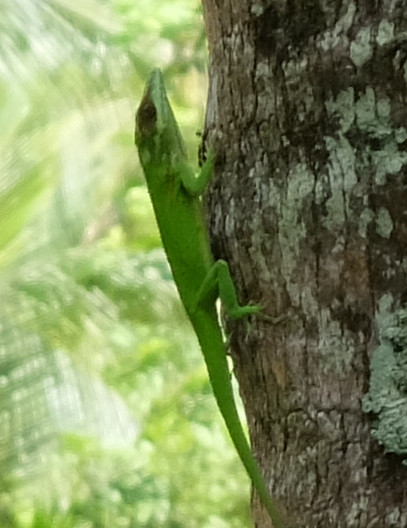 cuba2016baracoa-parque-de-humbolt7a