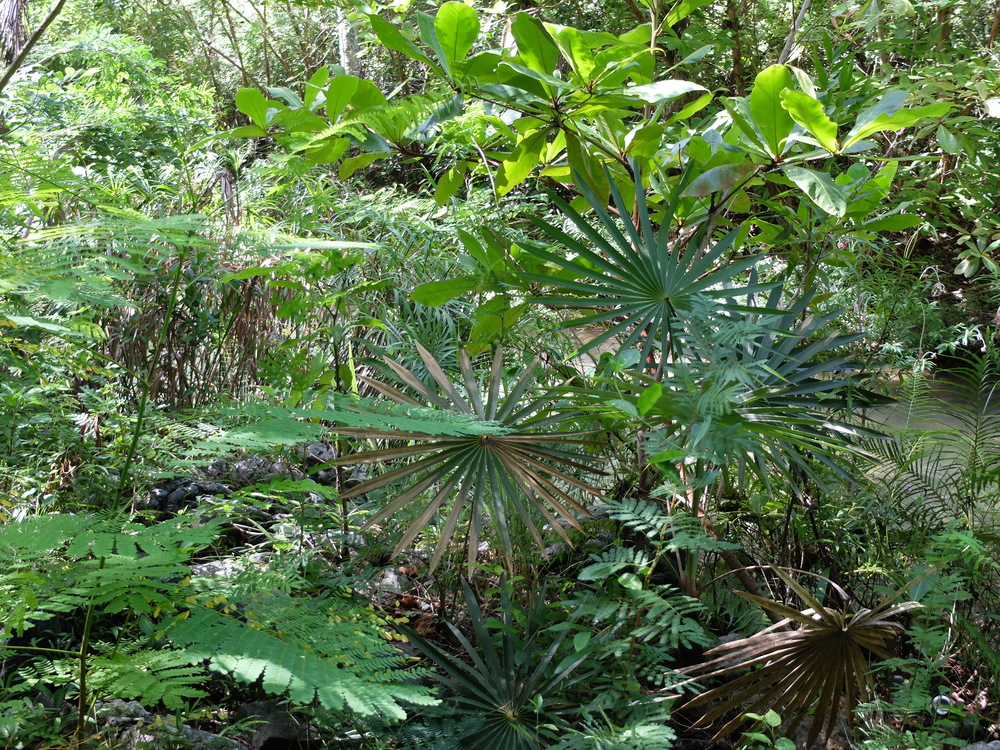 cuba2016trinidad-parque-el-cubanero8