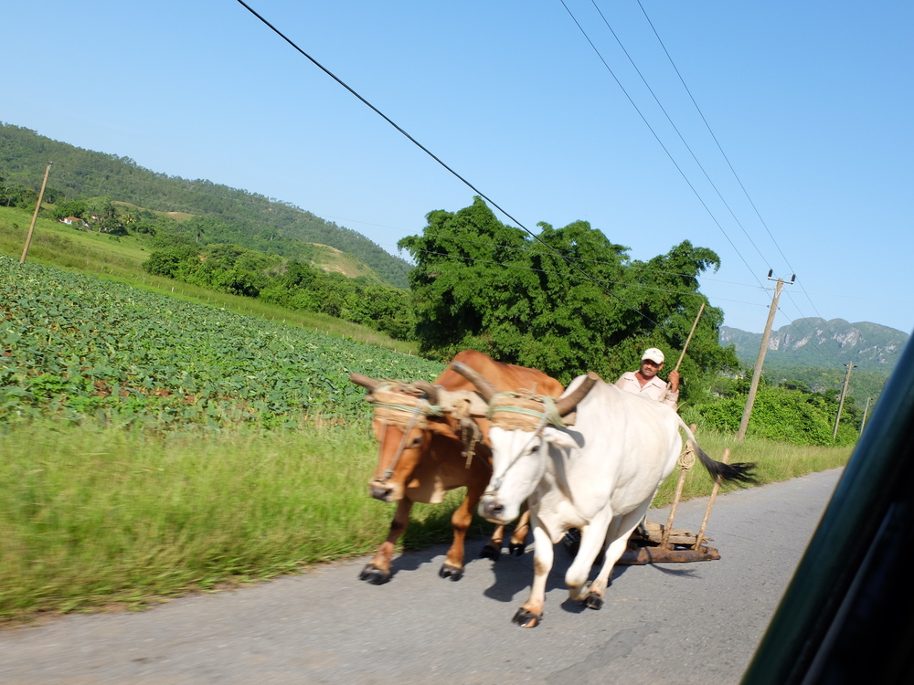 cuba2016vinales-playa-jutias2