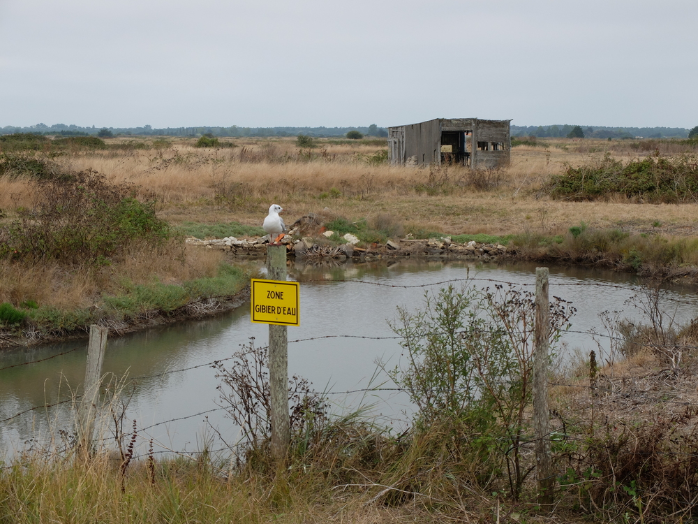 oleron-aout201641