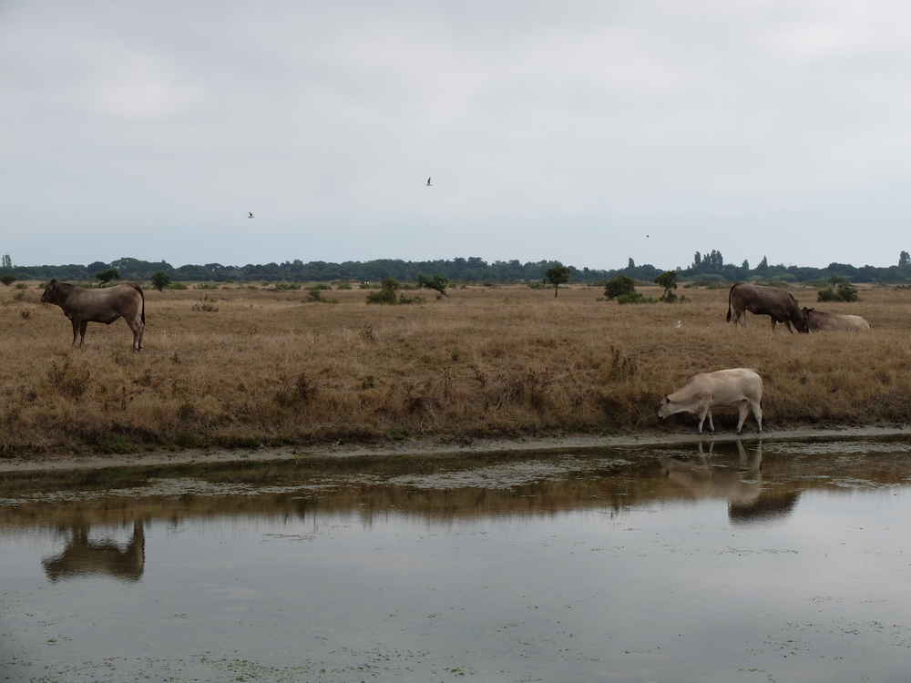 oleron-aout201647