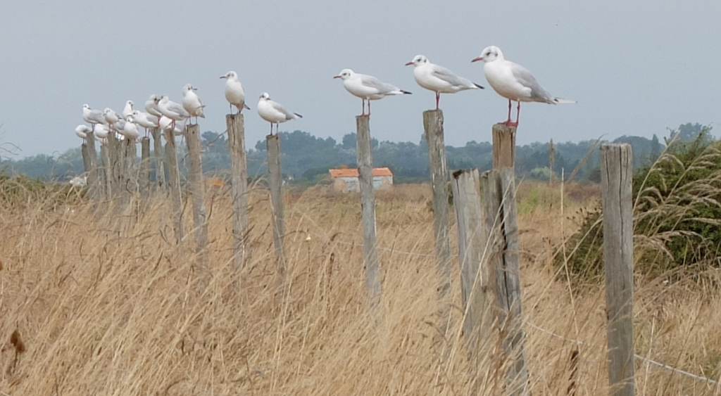 oleron-aout201648