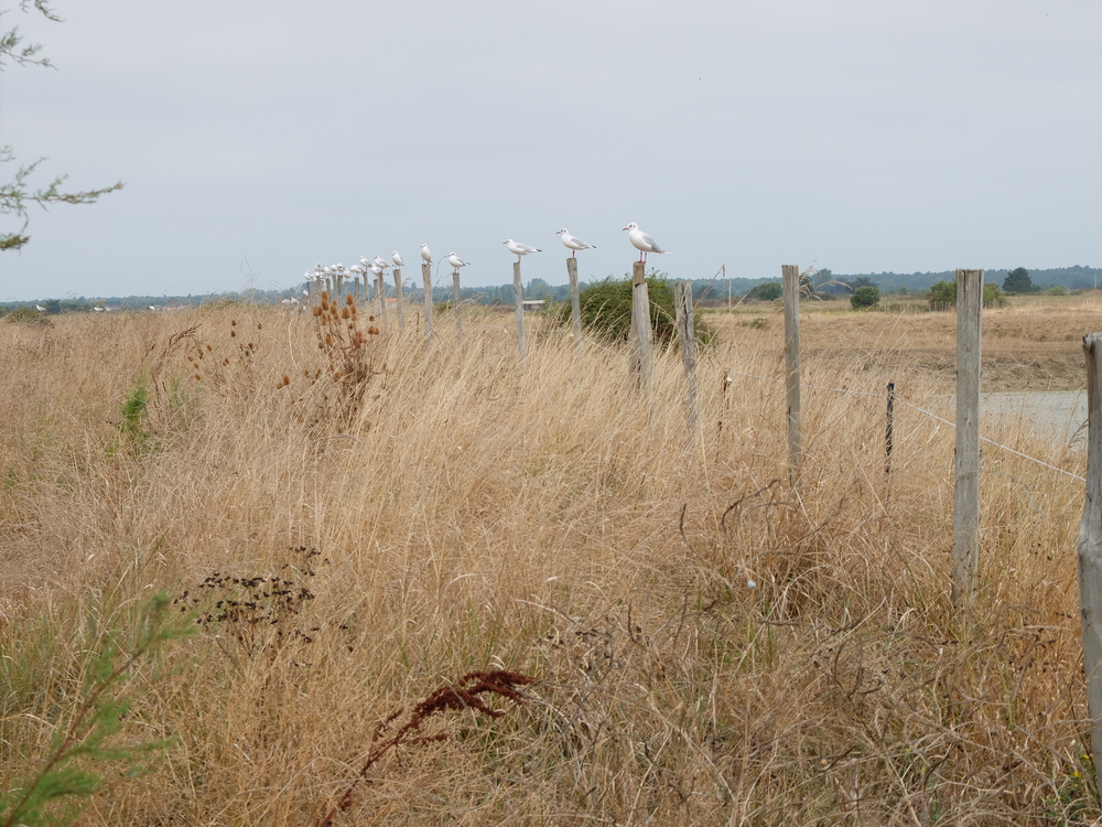 oleron-aout201649