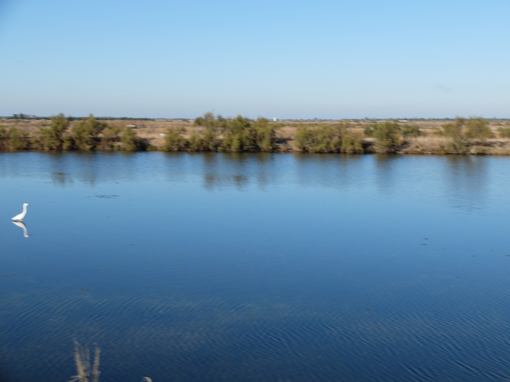 ile-de-re-arboles-bleu10