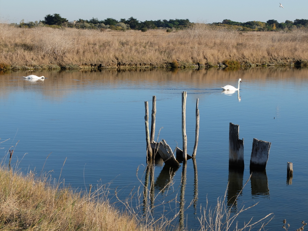 ile-de-re-arboles-bleu11