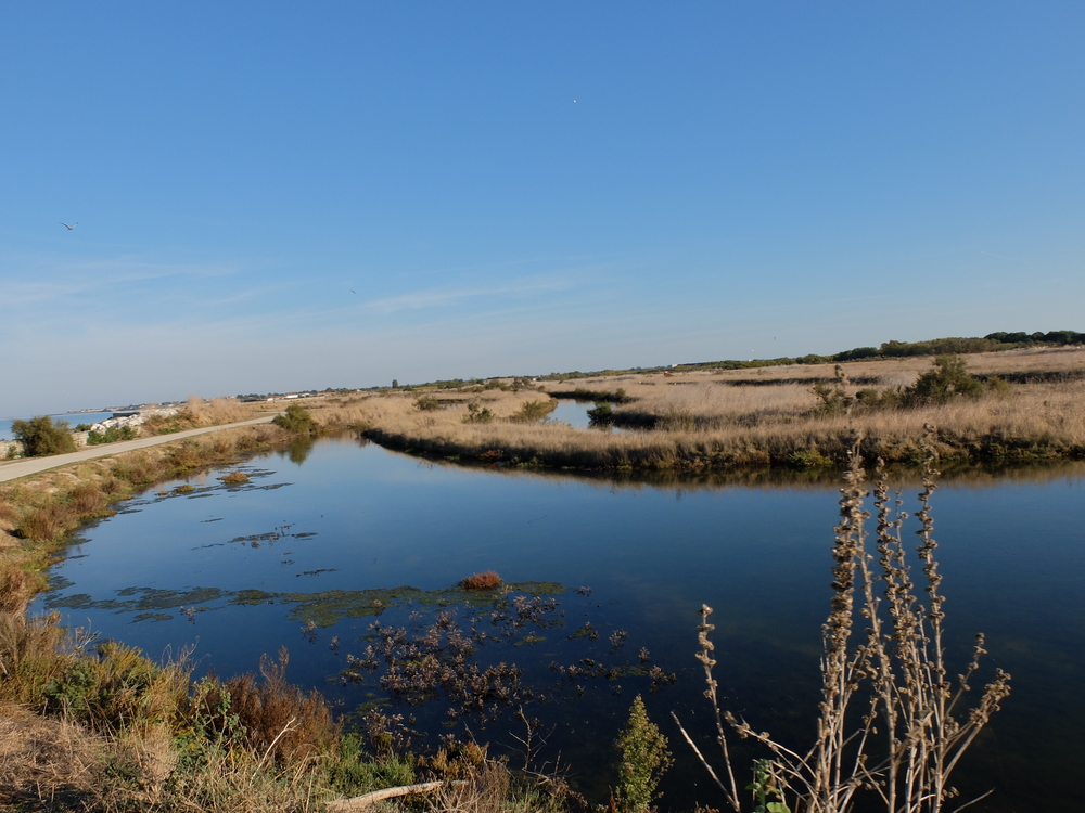 ile-de-re-arboles-bleu3