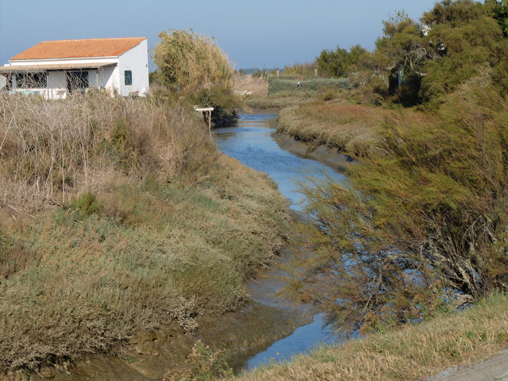 ile-de-re-arboles-bleu5