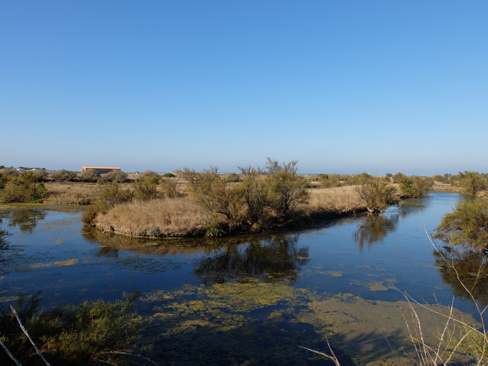 ile-de-re-arboles-bleu7