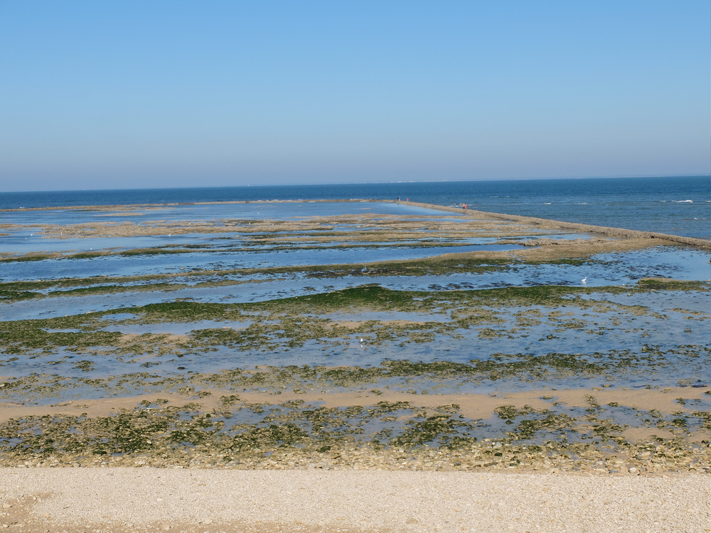 ile-de-re-arboles-maree-basse10