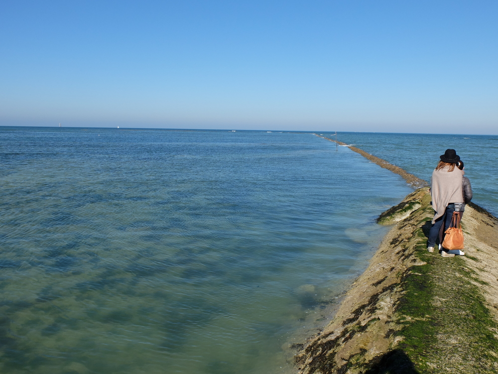 ile-de-re-arboles-maree-basse13