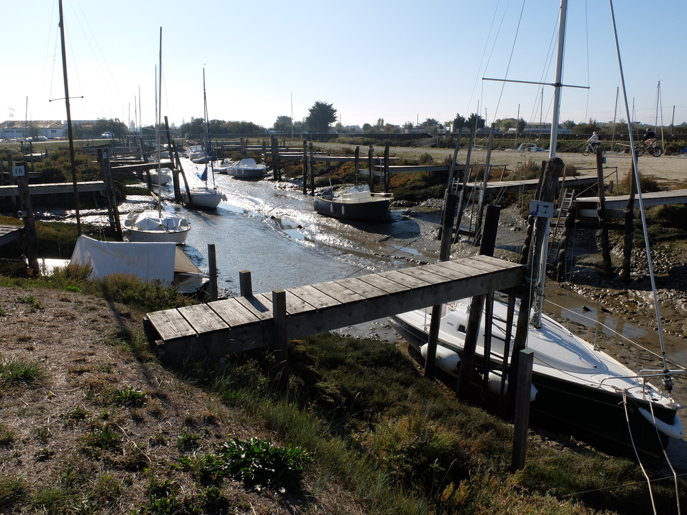 ile-de-re-arboles-maree-basse2