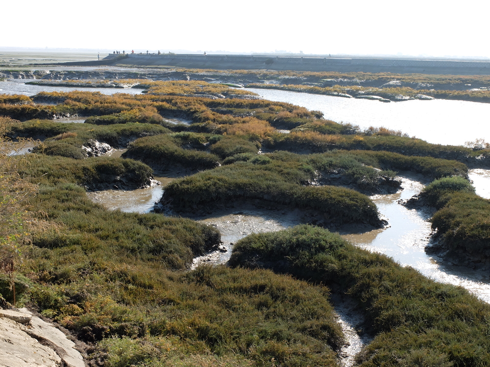 ile-de-re-arboles-maree-basse4