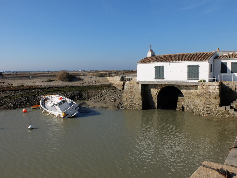 ile-de-re-arboles-maree-basse5