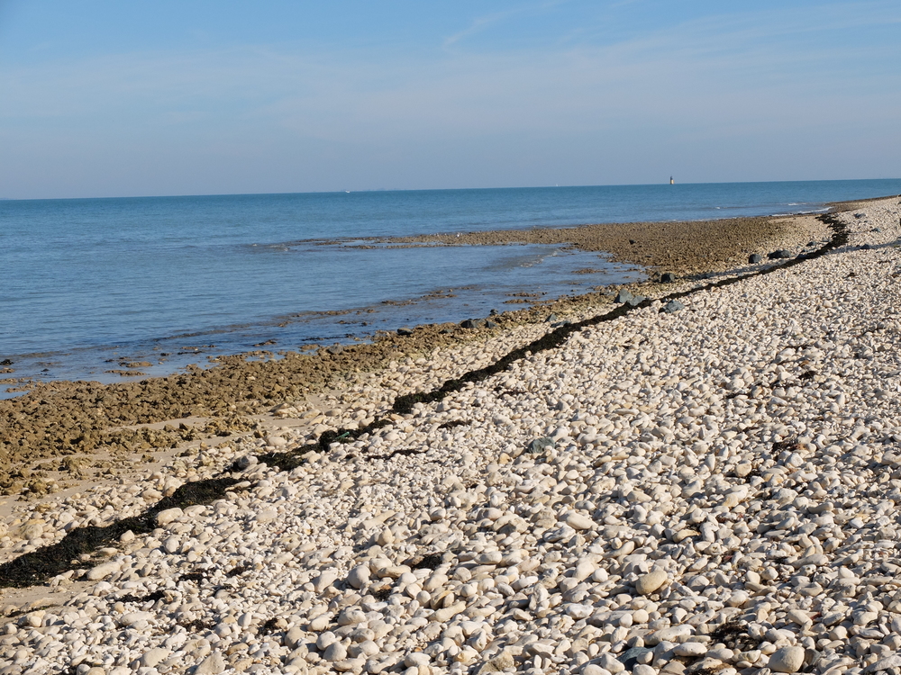 ile-de-re-arboles-maree-basse6