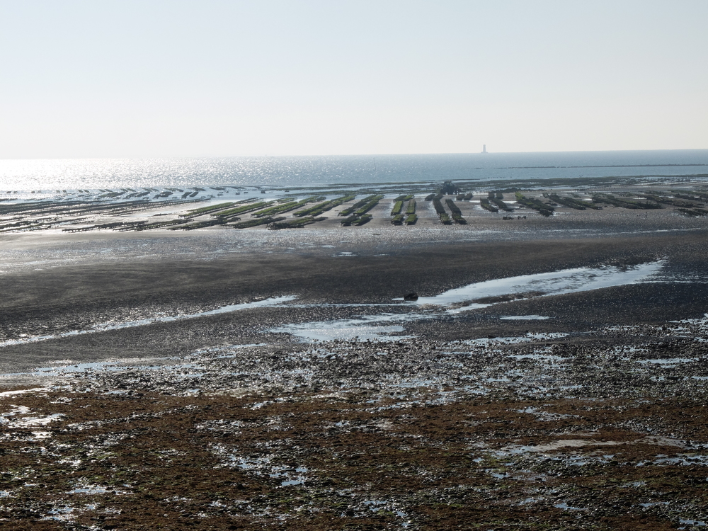 ile-de-re-arboles-maree-basse7