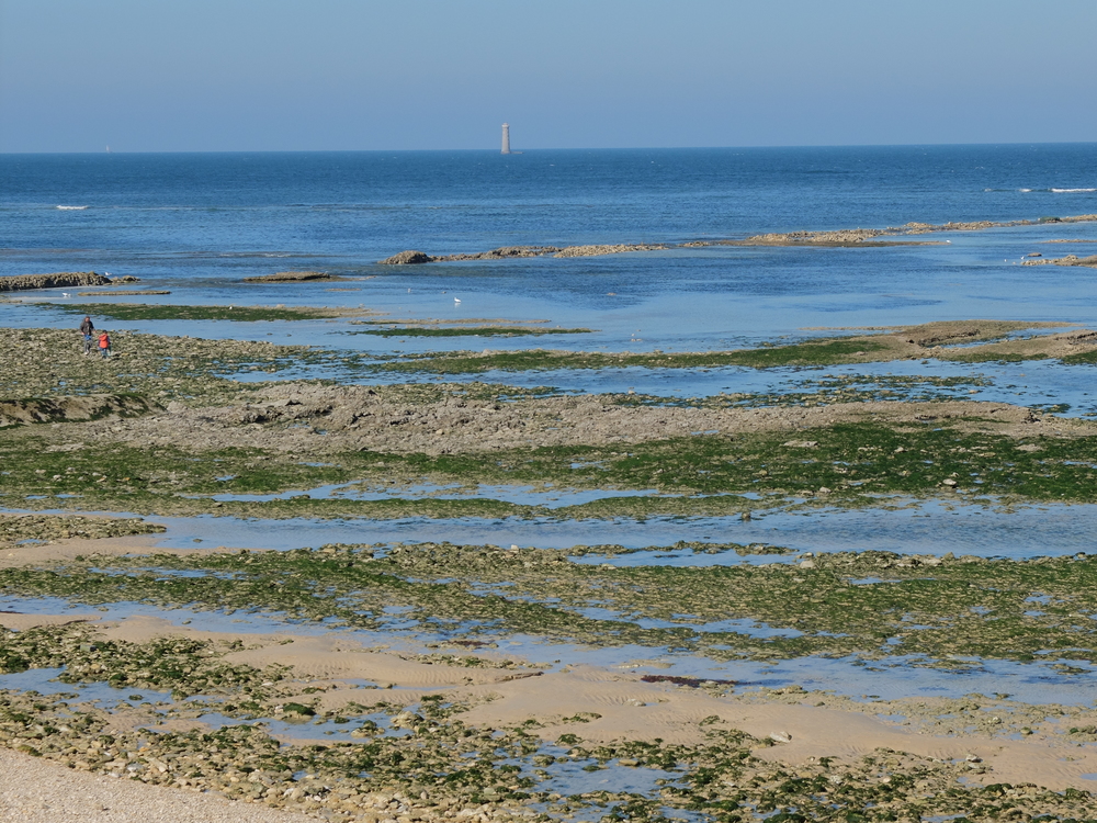 ile-de-re-arboles-maree-basse9