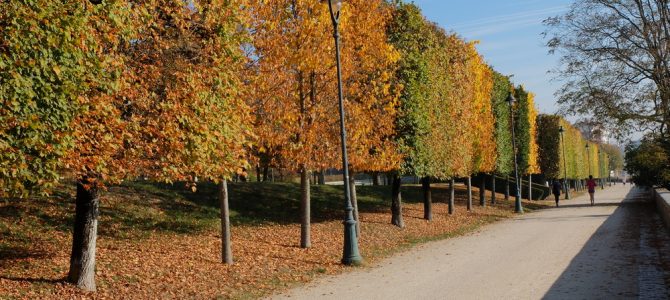 Automn leaves