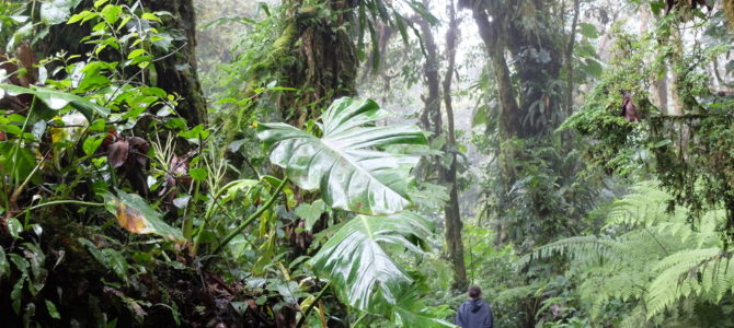 Costa Rica (2/3). 50 matices de verde-50 nuances de vert